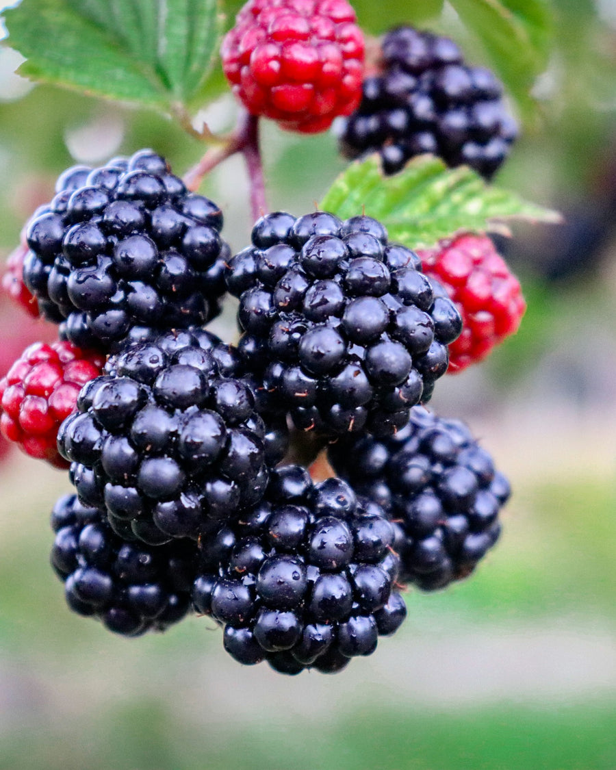 DOSE Her Aura story image - ripe blackberries and red berries in close focus